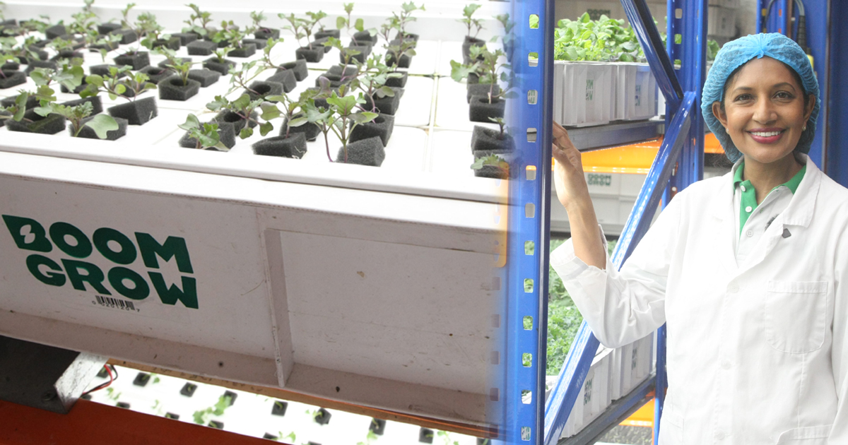 【独家/视频】BoomGrow种出美味 货柜摇变垂直农场